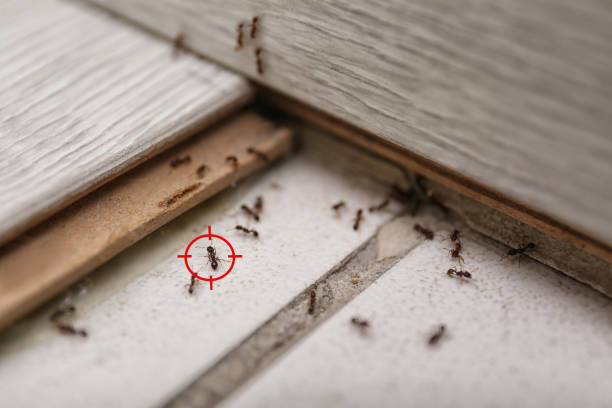 Best Best Pest Control Companies  in Crothersville, IN