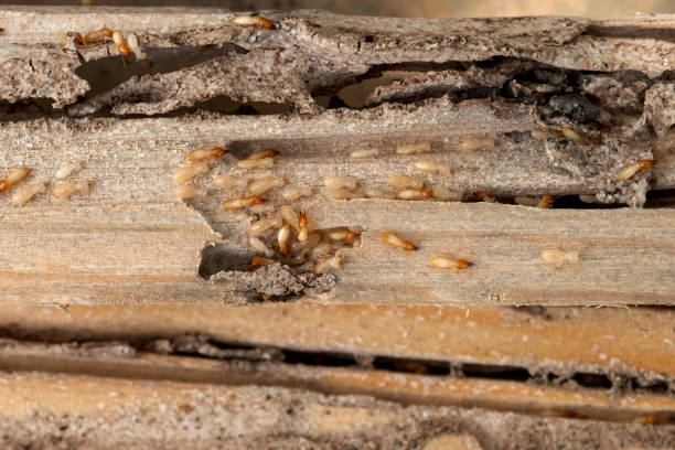 Best Commercial Pest Control Services  in Crothersville, IN